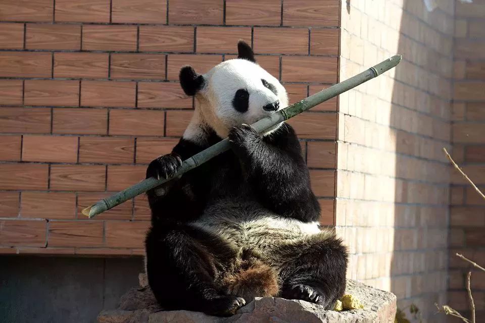 乘風破浪水上飛人！還有國寶大貓熊！今年國慶，蘇州人的吃喝玩樂將被這裡承包 旅遊 第25張