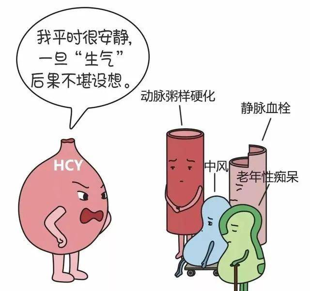 同型半氨酸怎么化验认识同型半胱氨酸（Hcy）！_https://www.jmylbn.com_新闻资讯_第2张