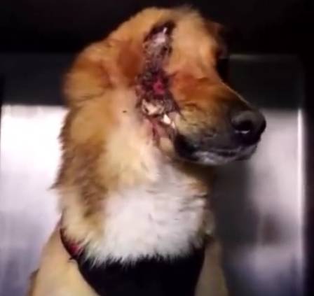 狗狗為從人販子手中救下小女孩，被砍掉了半個腦袋，終於…… 萌寵 第2張