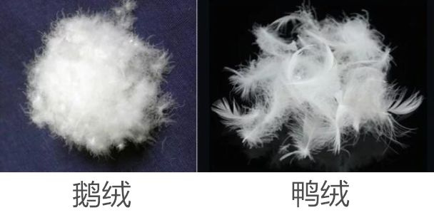 所以保暖性会比鸭绒好