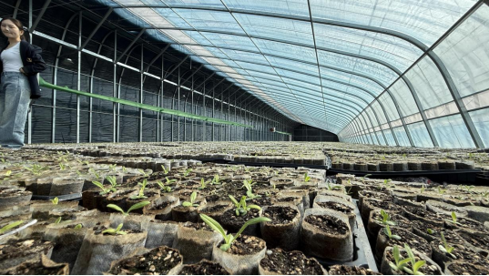 新疆成功试种软紫草，出苗率超50%，破全国纪录