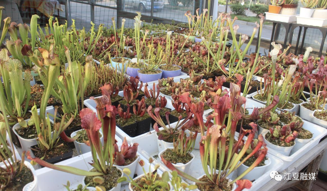 江夏这里有专 吃 虫子的奇花异草 全网搜