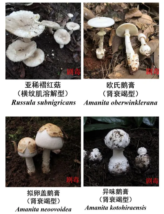 4人误食野菌1人死