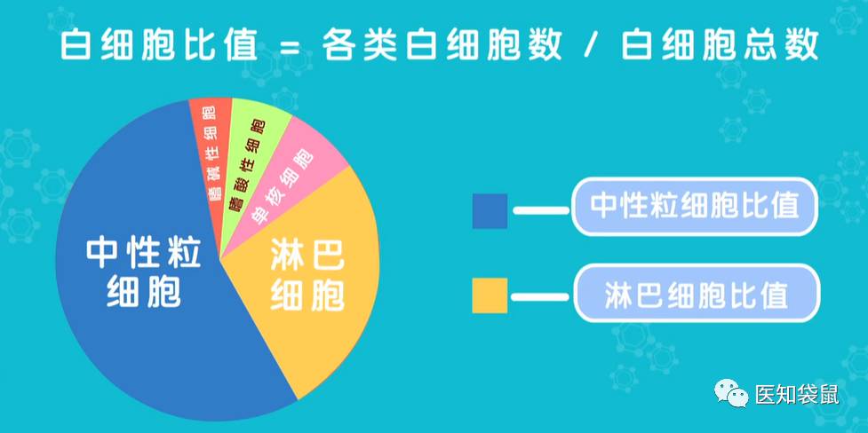 医生会看是哪种白细胞升高了,因为血液中的白细胞包括中性粒细胞,嗜