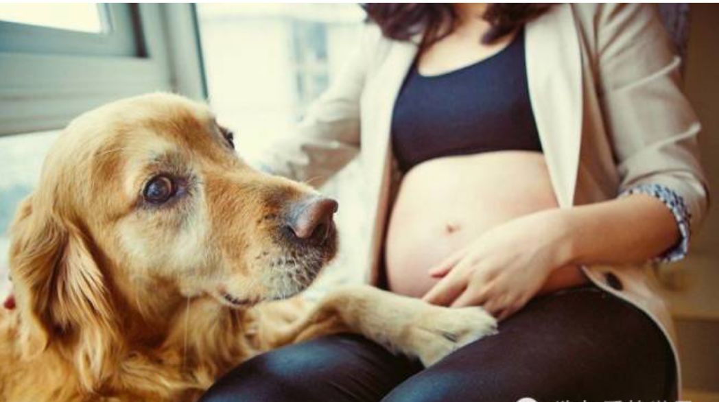 公開在節目上宣傳懷孕不能養寵物？應采兒，請為你的無知道歉！ 寵物 第26張