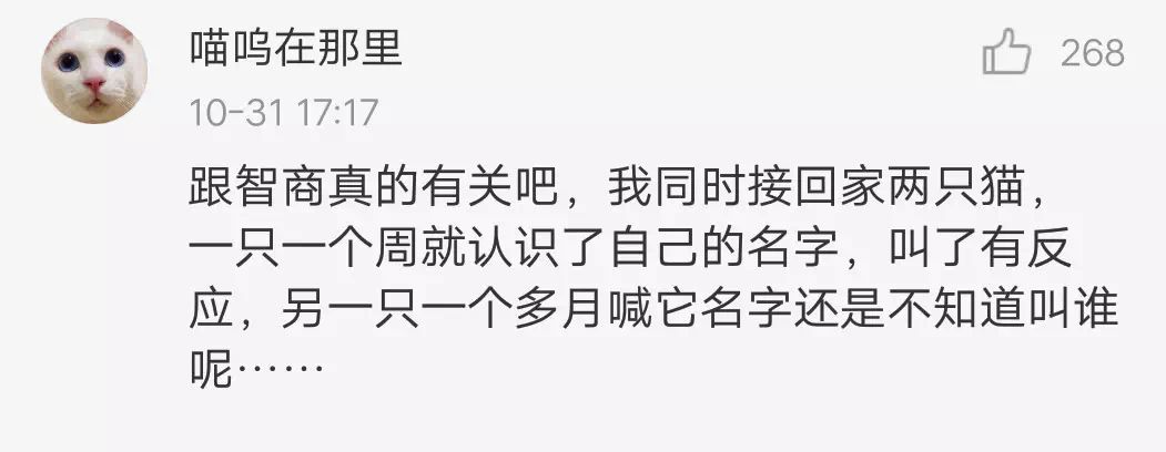 你家的貓為什麼叫不來？有可能是叫的方式不對！ 職場 第11張