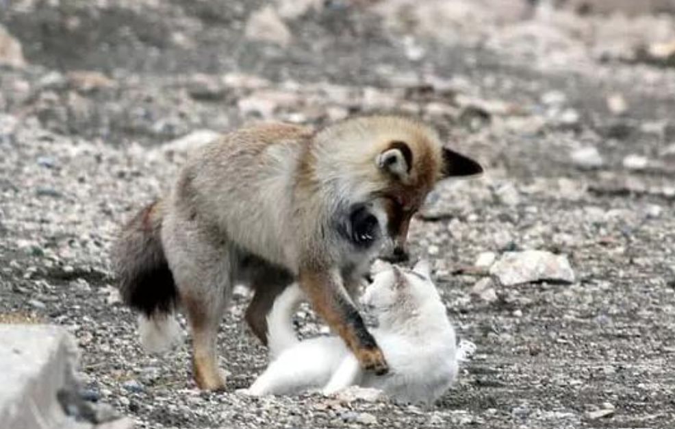 跨物種的友誼！狐貍和貓竟然開始相依為命... 未分類 第9張