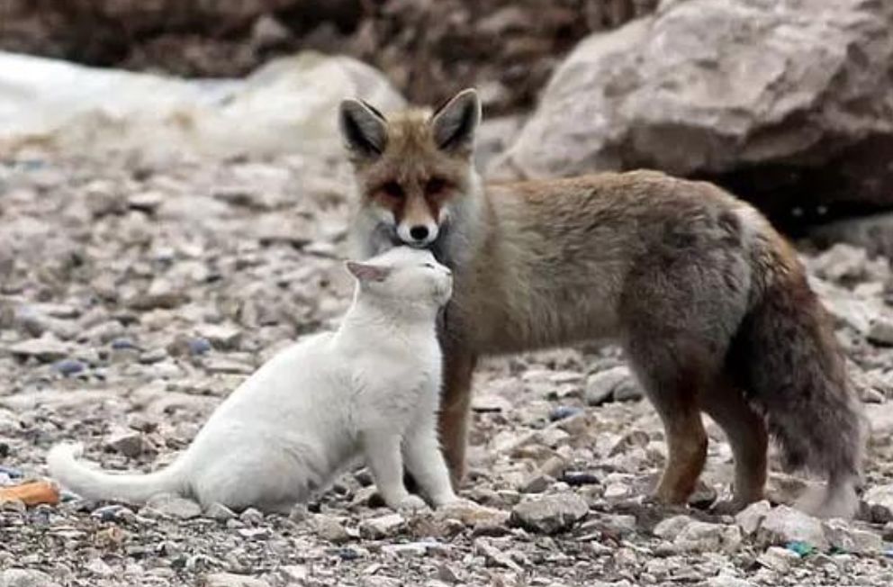 跨物種的友誼！狐貍和貓竟然開始相依為命... 未分類 第3張