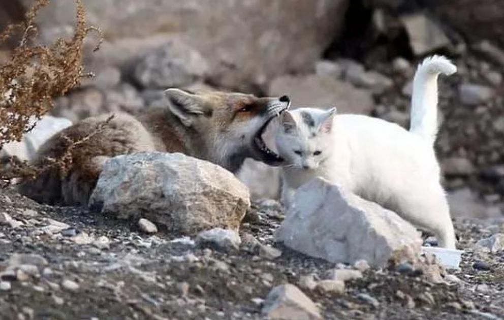 跨物種的友誼！狐貍和貓竟然開始相依為命... 未分類 第7張