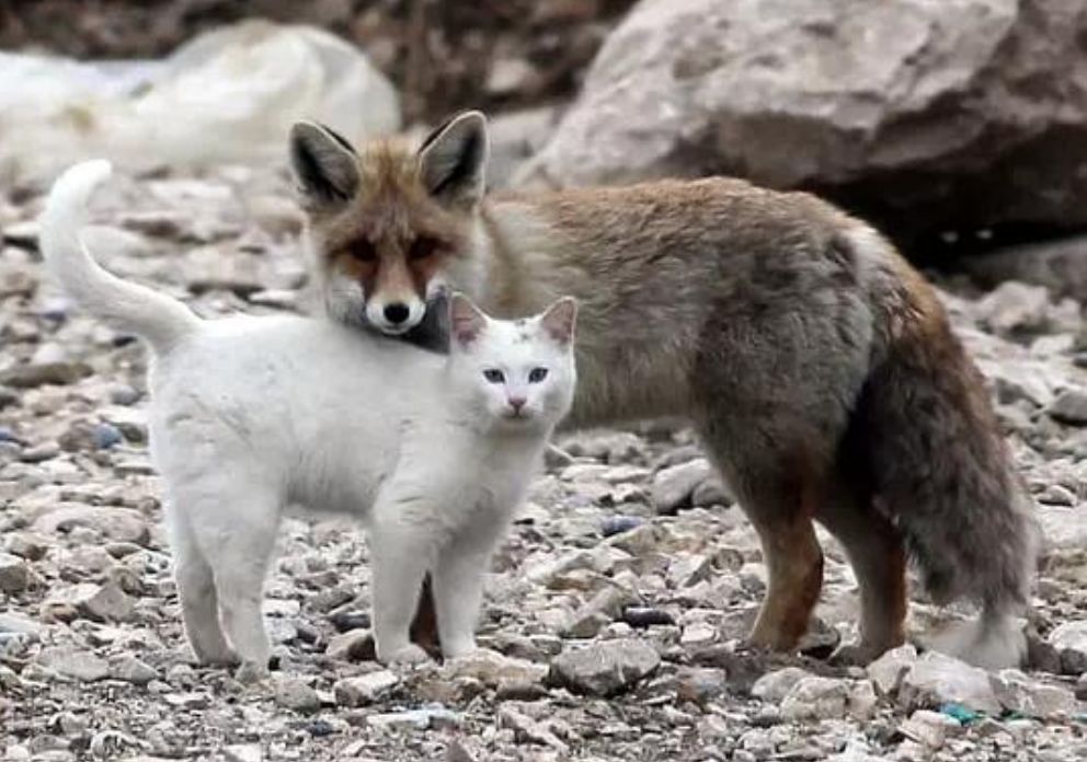 跨物種的友誼！狐貍和貓竟然開始相依為命... 未分類 第2張