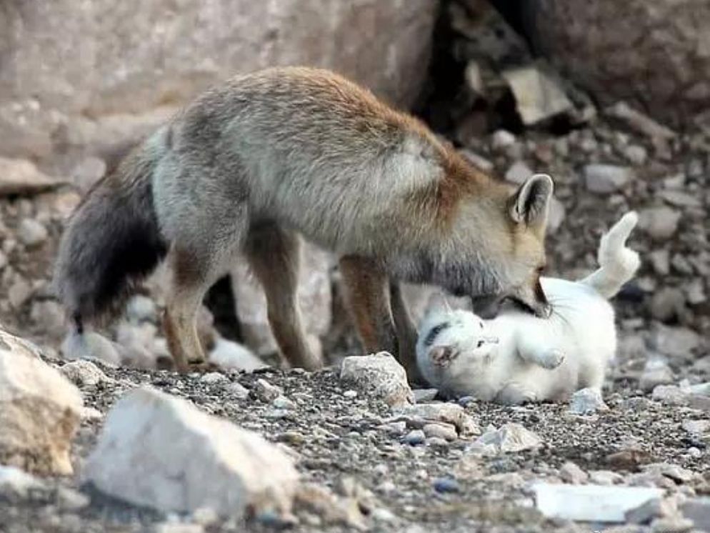 跨物種的友誼！狐貍和貓竟然開始相依為命... 未分類 第6張