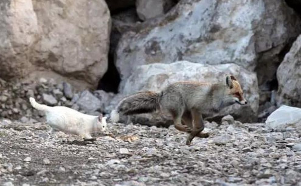 跨物種的友誼！狐貍和貓竟然開始相依為命... 未分類 第5張