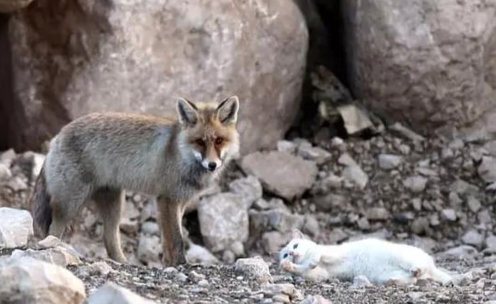 跨物種的友誼！狐貍和貓竟然開始相依為命... 未分類 第8張