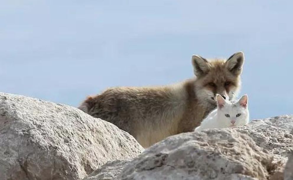 跨物種的友誼！狐貍和貓竟然開始相依為命... 未分類 第4張