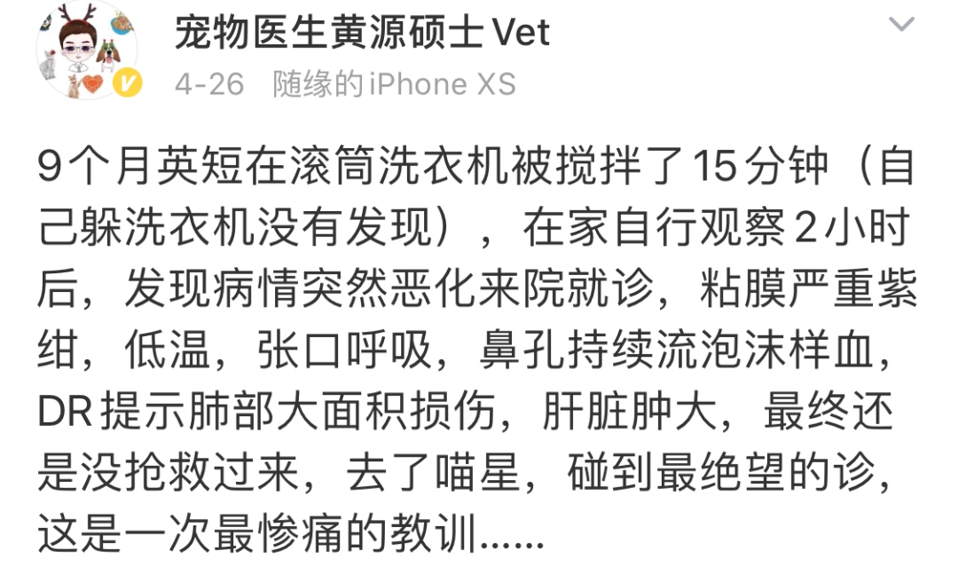 因為一時疏忽，我親手「殺」了我的貓… 寵物 第2張