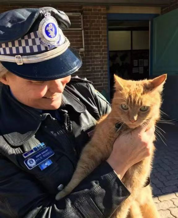 混上警察編制後，這隻警貓開始不務正業，整天… 寵物 第7張