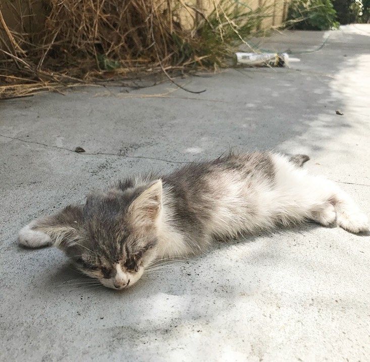 接力！史上最熱夏天來襲，請給流浪貓一個活下去的機會​… 寵物 第10張