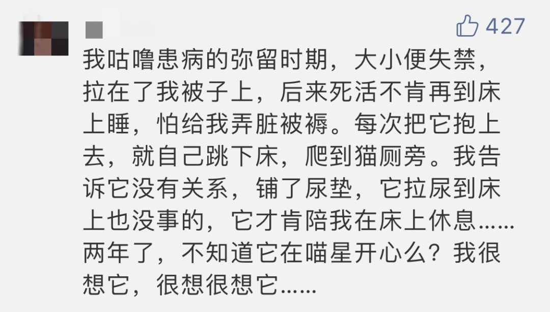 「去給貓鏟屎，才想起它已經離開三天了…」 寵物 第8張