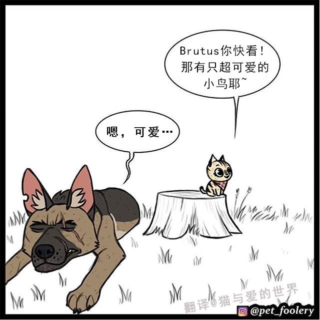 刷爆ins的漫画 大眼萌猫和退役军犬 治愈了0多万网友 猫与爱的世界 每日精选公众号文章