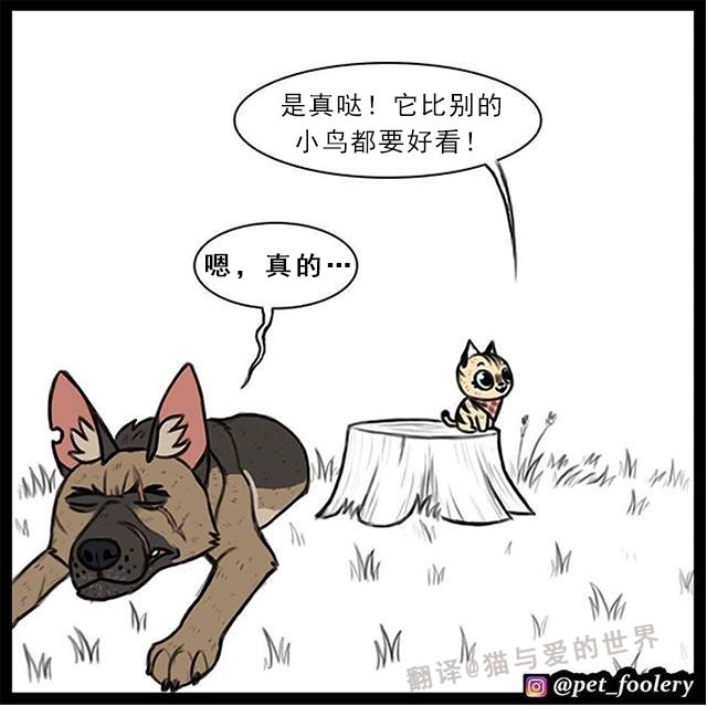 刷爆ins的漫画 大眼萌猫和退役军犬 治愈了0多万网友 猫与爱的世界 每日精选公众号文章