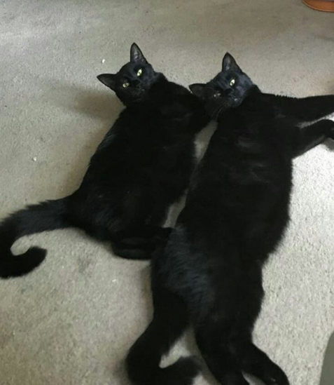 养了黑猫以后 看眼科的次数越来越多了 猫与爱的世界 微信公众号文章阅读 Wemp