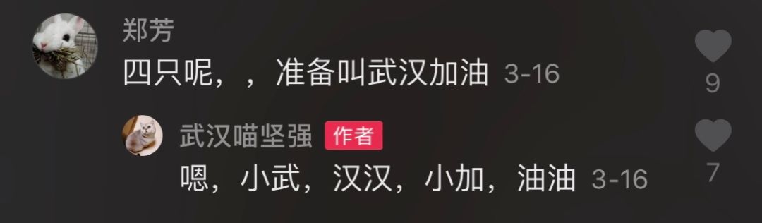 武漢貓堅強！全家確診新冠，貓獨自生活40餘天，還生了小貓！ 寵物 第11張