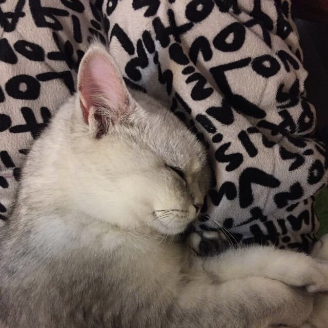 我的貓，救了我的命。 寵物 第8張