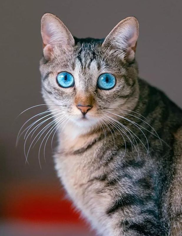 捡了一只小狸花猫 养大发现眼睛是蓝色的 像蓝宝石一样漂亮 二货萌宠屋 每日精选公众号文章