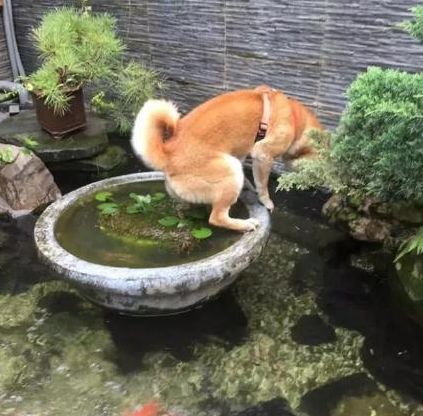 狗和魚「勢不兩立」？哈士奇啃魚缸喝魚缸水，柴犬把魚缸當廁所 寵物 第4張