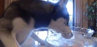 狗和魚「勢不兩立」？哈士奇啃魚缸喝魚缸水，柴犬把魚缸當廁所 寵物 第5張