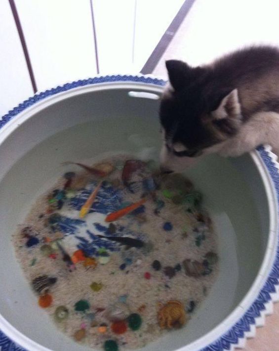 狗和魚「勢不兩立」？哈士奇啃魚缸喝魚缸水，柴犬把魚缸當廁所 寵物 第8張