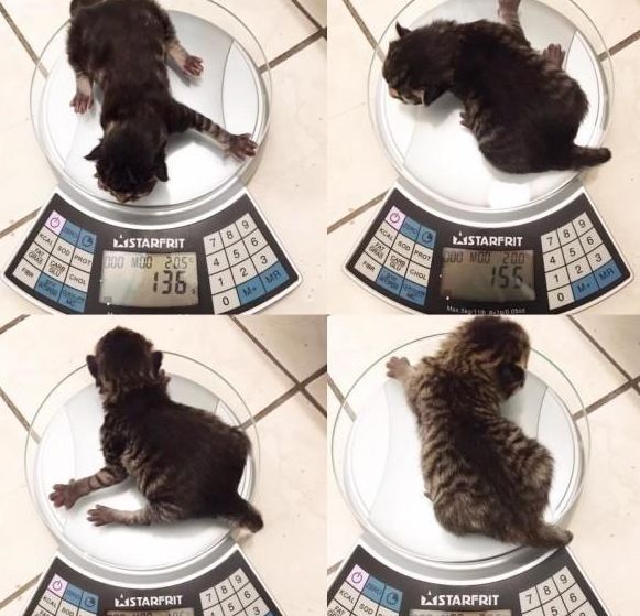 流落貓賴上門，不久後生下四只貓，網友：「買一送四」，賺大了 寵物 第5張