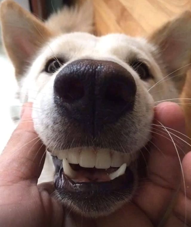 奶奶找了半天假牙，卻發現在狗狗嘴裡，您別說，狗子戴上還真像人 寵物 第2張