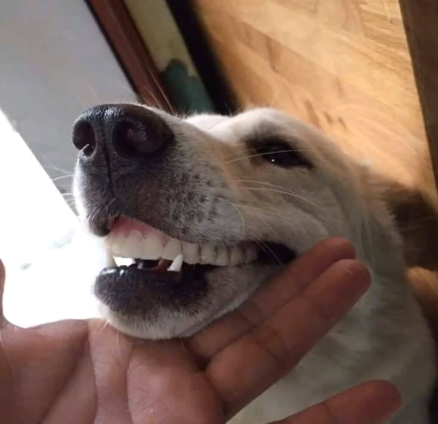奶奶找了半天假牙，卻發現在狗狗嘴裡，您別說，狗子戴上還真像人 寵物 第4張