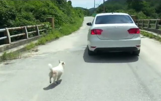 狗狗堅持「追隨」陌生人，只因陌生叔叔的車引擎聲與前主人很像 寵物 第13張