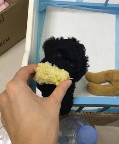 鏟屎官家的泰迪懷孕，生出了兩只黑炭小奶狗，這事對男孩衝擊很大 寵物 第6張