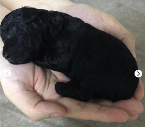 鏟屎官家的泰迪懷孕，生出了兩只黑炭小奶狗，這事對男孩衝擊很大 寵物 第3張
