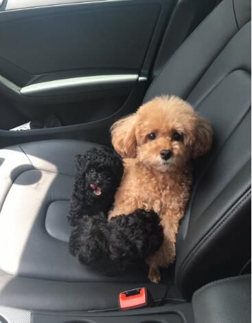 鏟屎官家的泰迪懷孕，生出了兩只黑炭小奶狗，這事對男孩衝擊很大 寵物 第7張