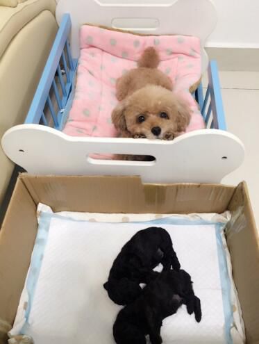 鏟屎官家的泰迪懷孕，生出了兩只黑炭小奶狗，這事對男孩衝擊很大 寵物 第5張