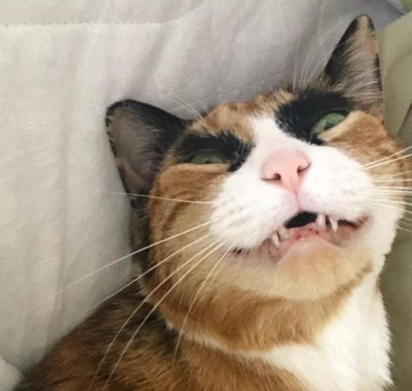 猫咪长着浓密 眉毛 主人拍照发网上 猫咪意外成网红 萌宠 训练养宠技巧 宠物用品 微信头条新闻公众号文章收集网