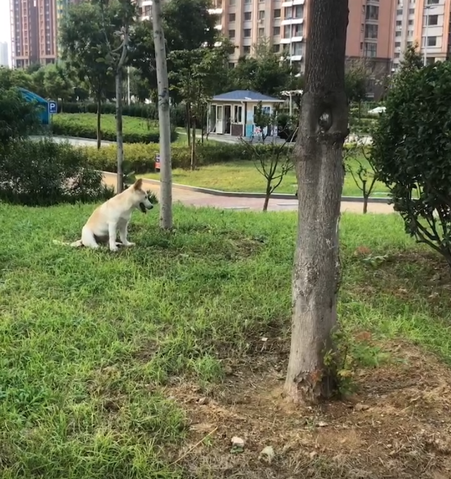 狗狗遭遺棄，後被人收養，但它仍每天去遺棄它的地方，等原主人 寵物 第10張