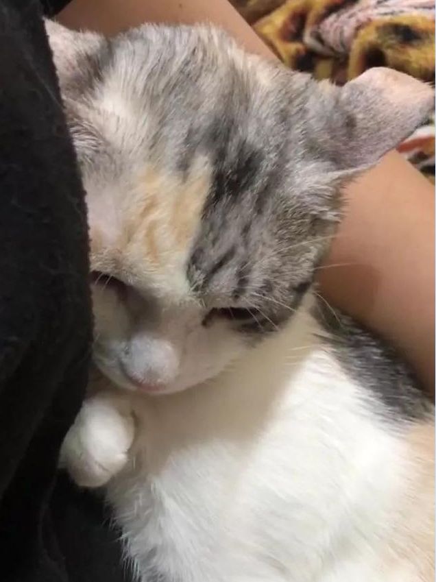 主人为别的猫冷落自己 三花猫在主人怀里委屈巴巴 不爱本喵了吗 萌宠 训练养宠技巧 宠物用品 微信头条新闻公众号文章收集网