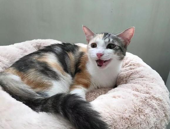 主人为别的猫冷落自己 三花猫在主人怀里委屈巴巴 不爱本喵了吗 萌宠 训练养宠技巧 宠物用品 微信头条新闻公众号文章收集网