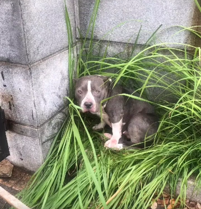 價值萬元的惡霸犬，被遺棄室外，主人什麼家庭，家裡有礦？ 寵物 第3張