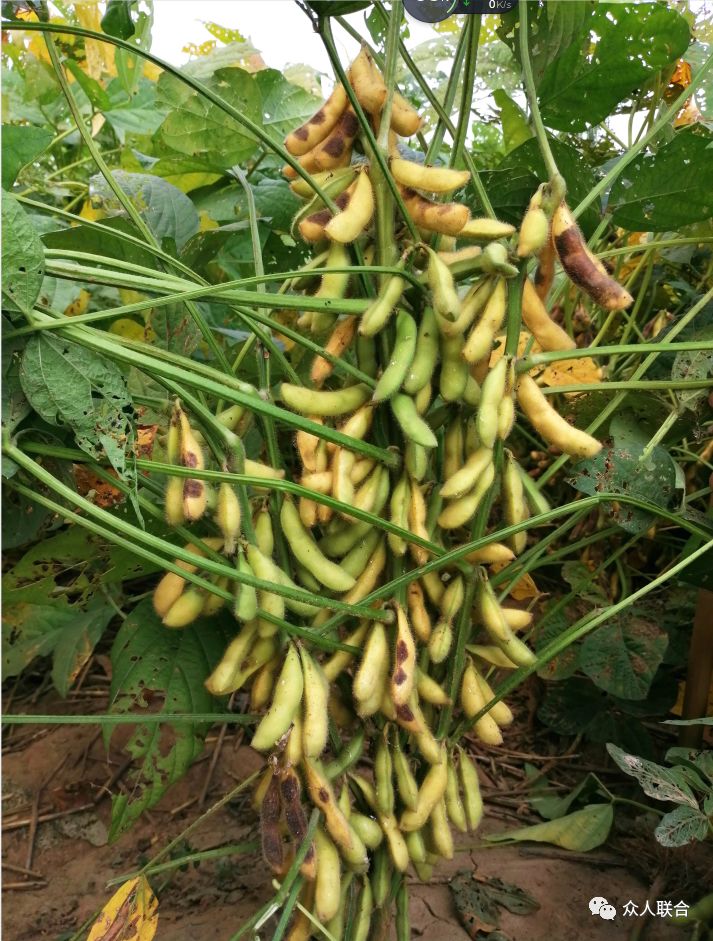 国审大豆品种周豆25非转基因高产稳产助力我国大豆振兴战略