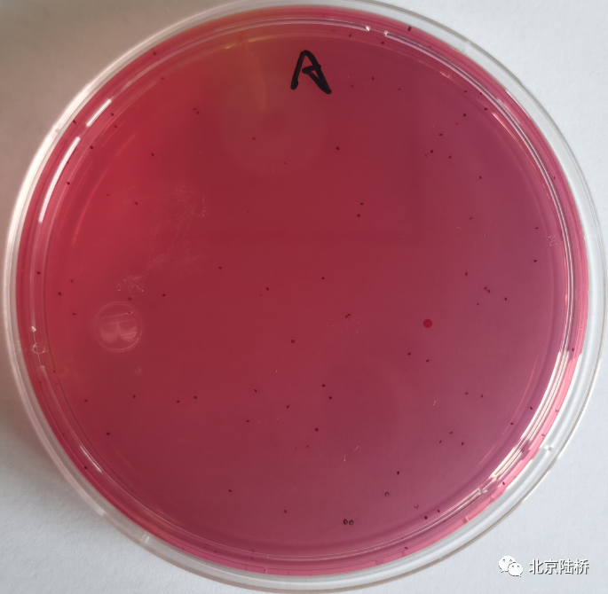 VRBA內(nèi)的紅色小菌落，有可能是沙門(mén)氏菌？