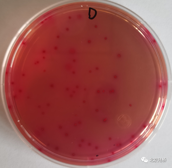 VRBA內(nèi)的紅色小菌落，有可能是沙門(mén)氏菌？