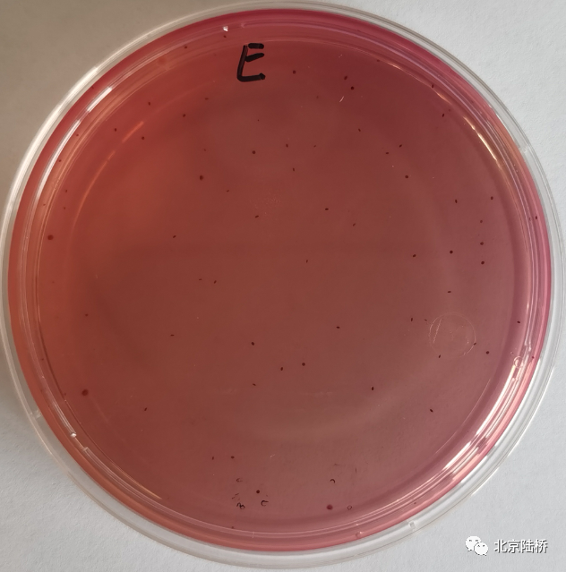 VRBA內(nèi)的紅色小菌落，有可能是沙門(mén)氏菌？