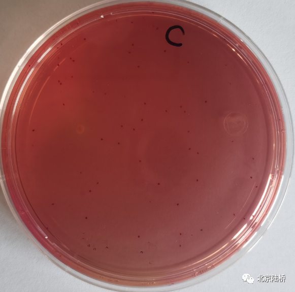 VRBA內(nèi)的紅色小菌落，有可能是沙門(mén)氏菌？