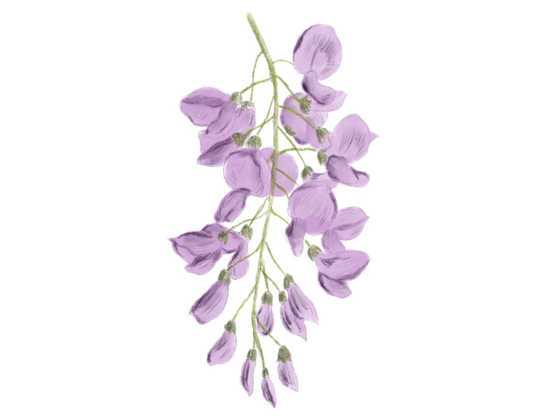 紫藤挂云木花蔓宜阳春 生活 多维客